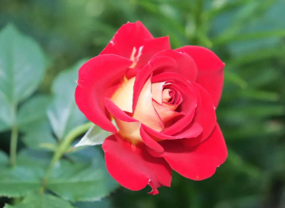 Ketchup & Mustard Rose Tree