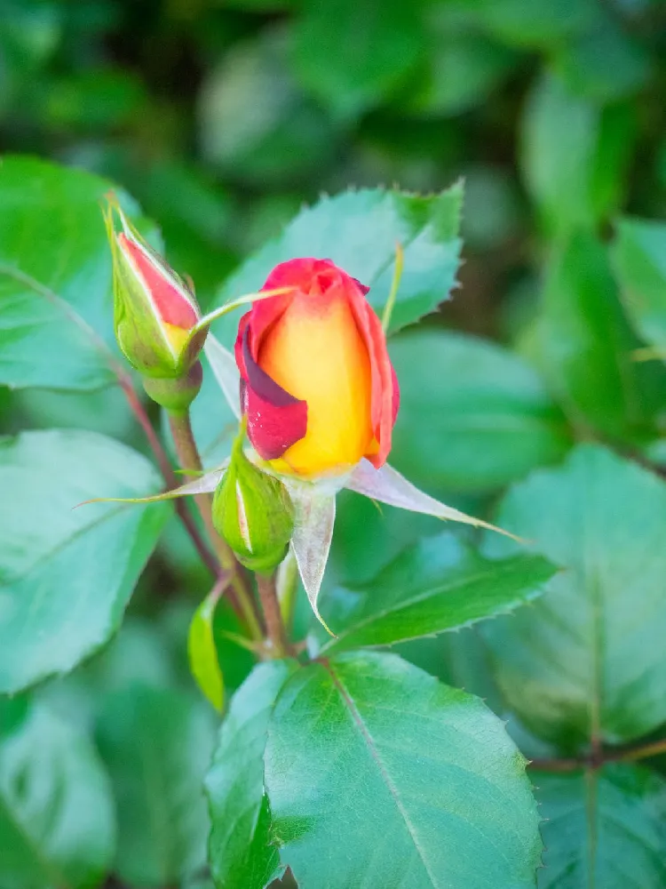 Ketchup and Mustard Rose Shrub