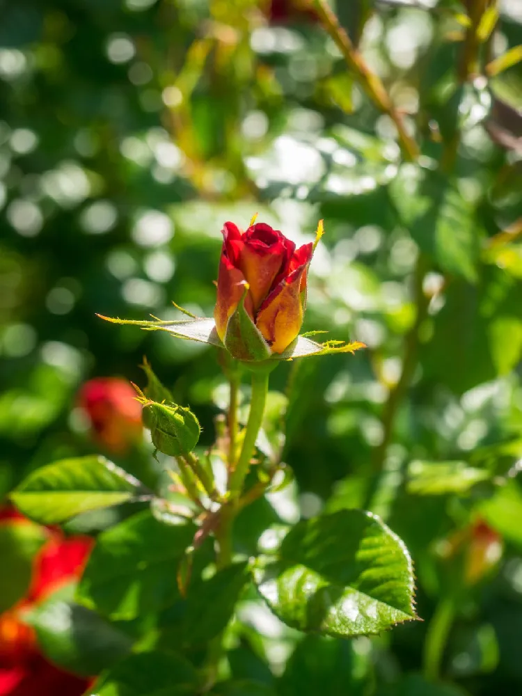 Ketchup and Mustard Rose Shrub