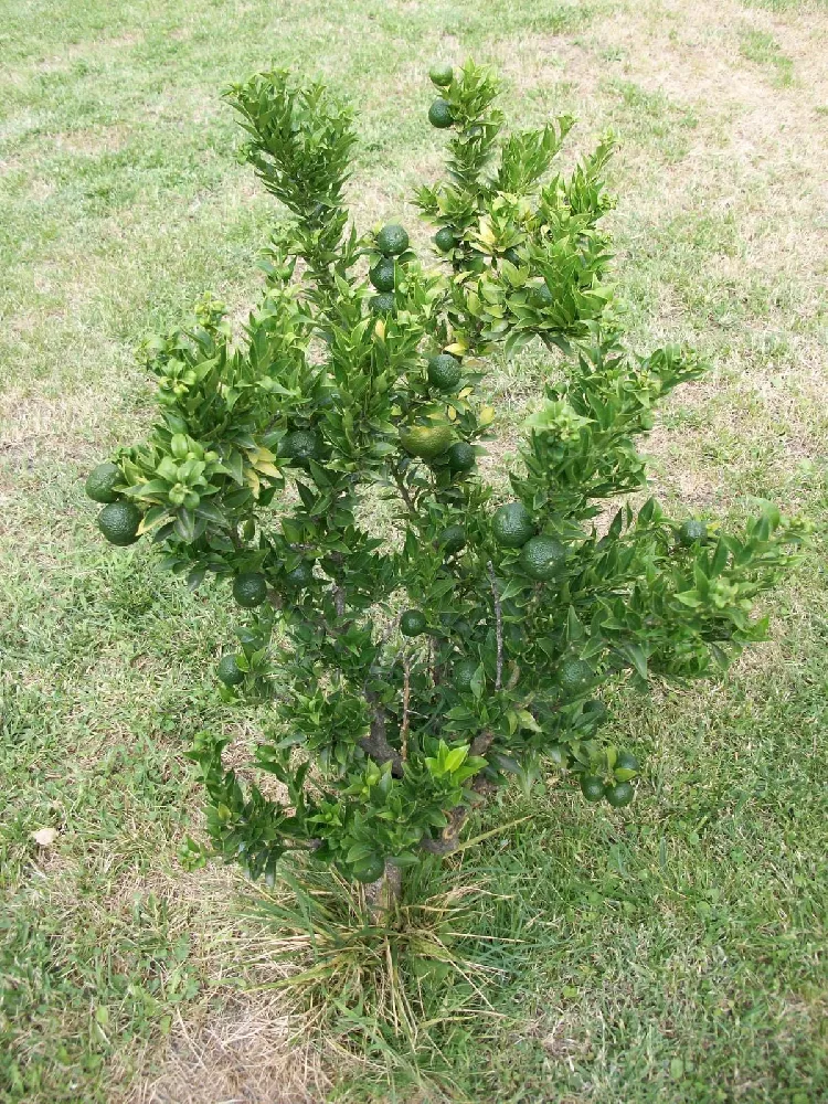 Key Lime Bush