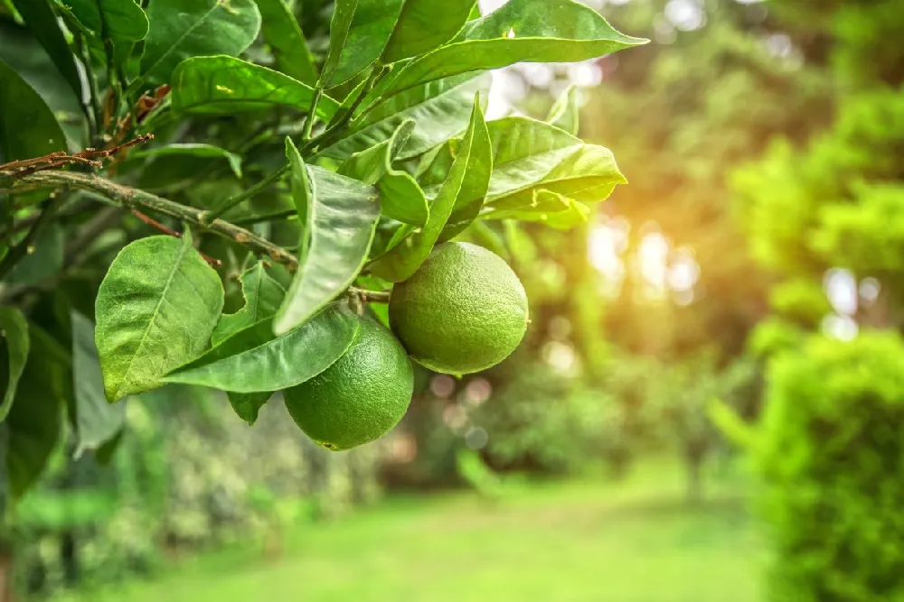 Key Lime Gift Tree 