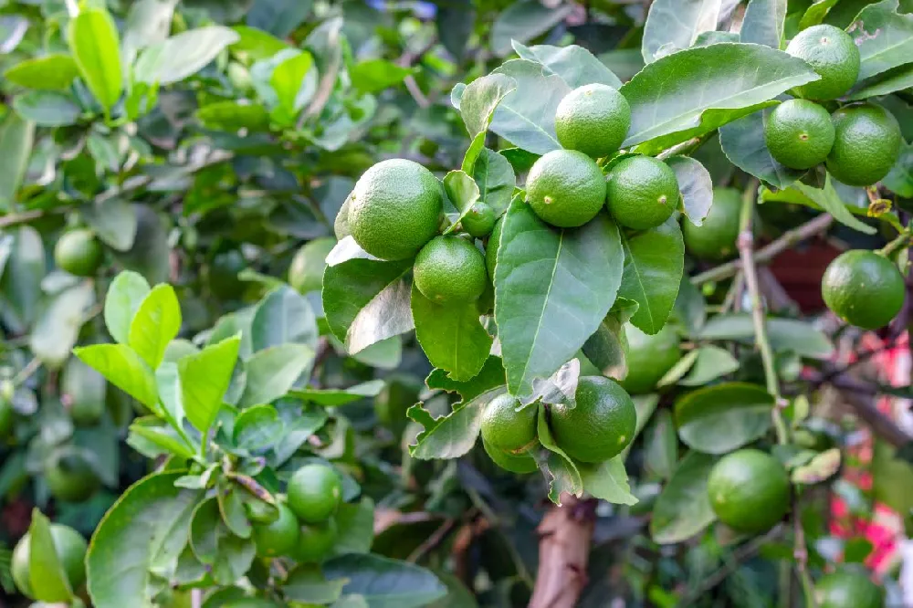 Key Lime Gift Tree