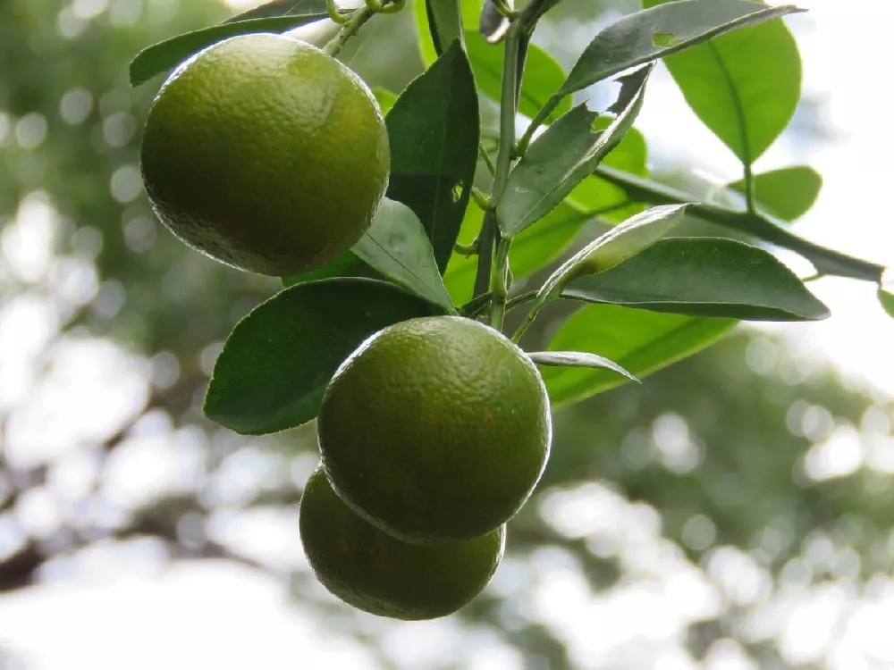 Key Lime tree