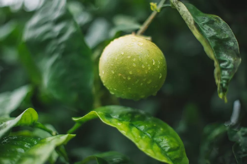 Key Lime Tree - USDA Organic