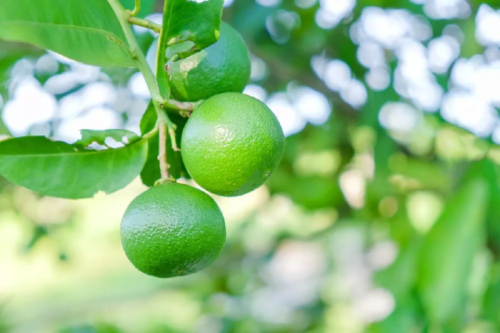 Key Lime Tree