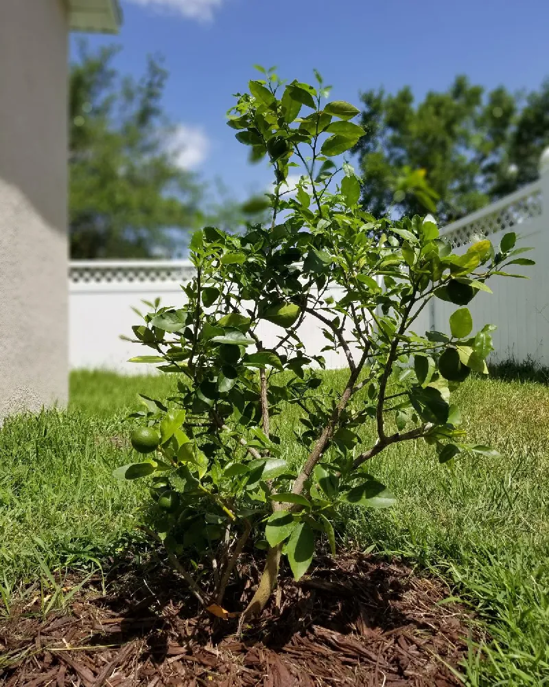 Key Lime Tree