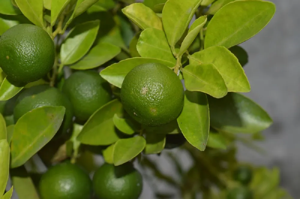 Key Lime Tree