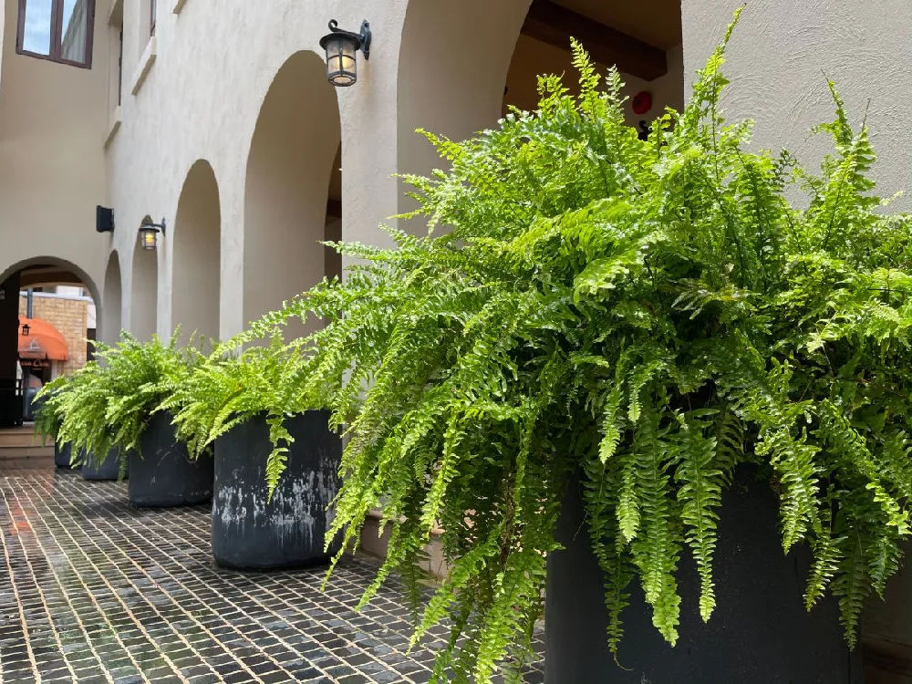 Kimberly Queen Fern