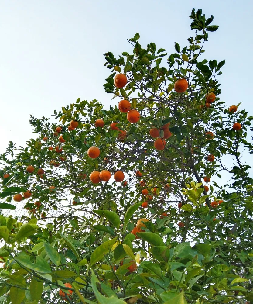 Kinnow Mandarin Tree