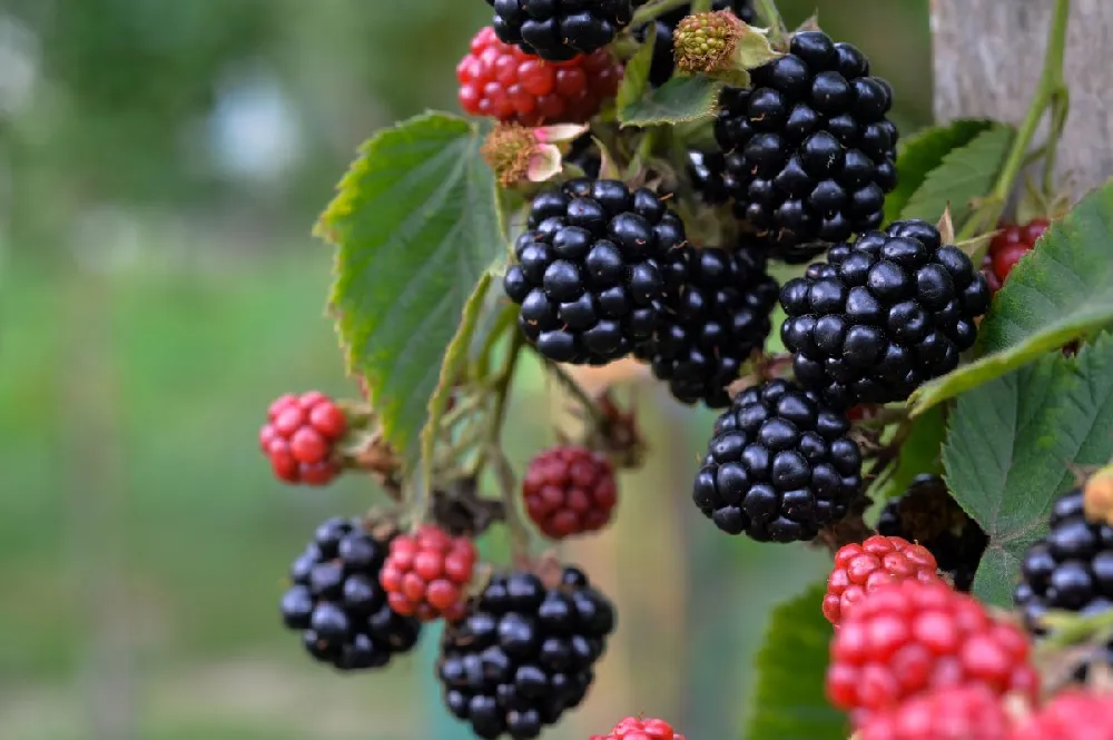 Kiowa Blackberry Bush