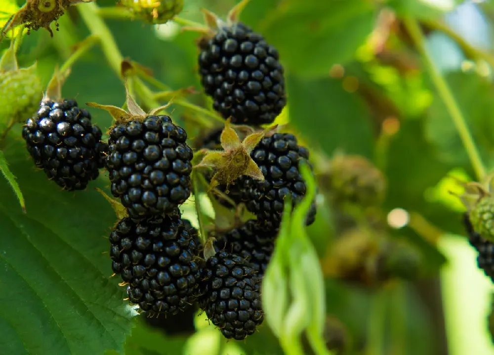 Kiowa Blackberry Bush