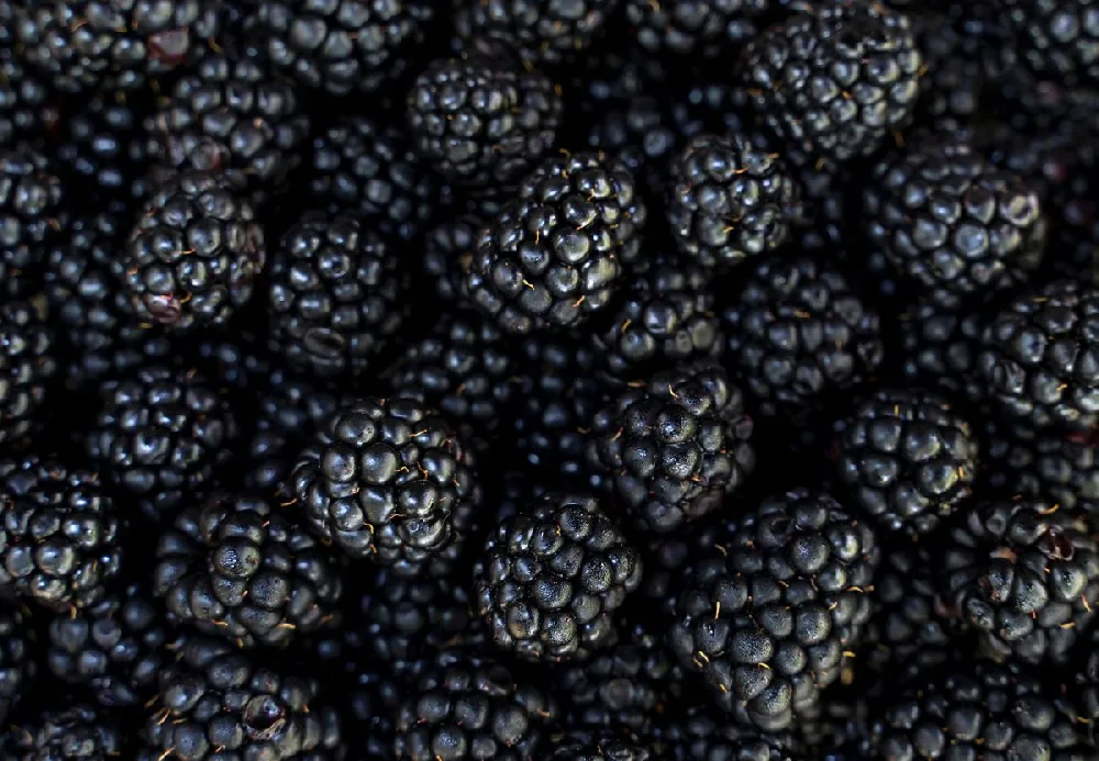 Kiowa Blackberry Bush