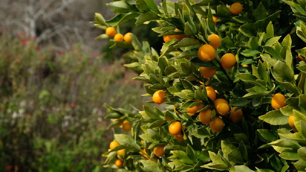 Kishu Mandarin Tree