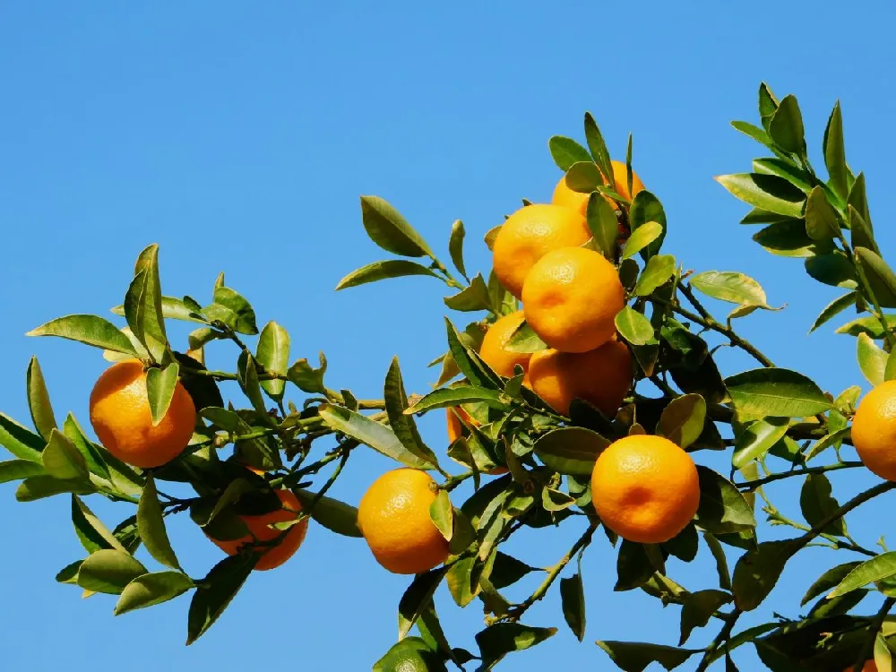 Kishu Mandarin Tree (Seedless)