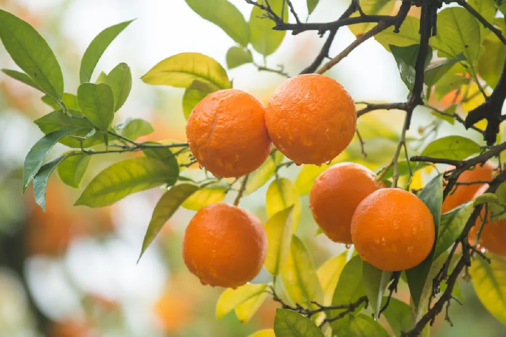 Kishu Mandarin Tree (Seedless)