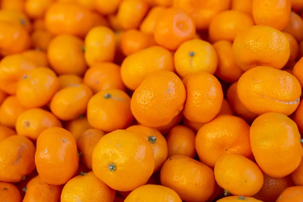 Kishu Mandarin Tree (Seedless)