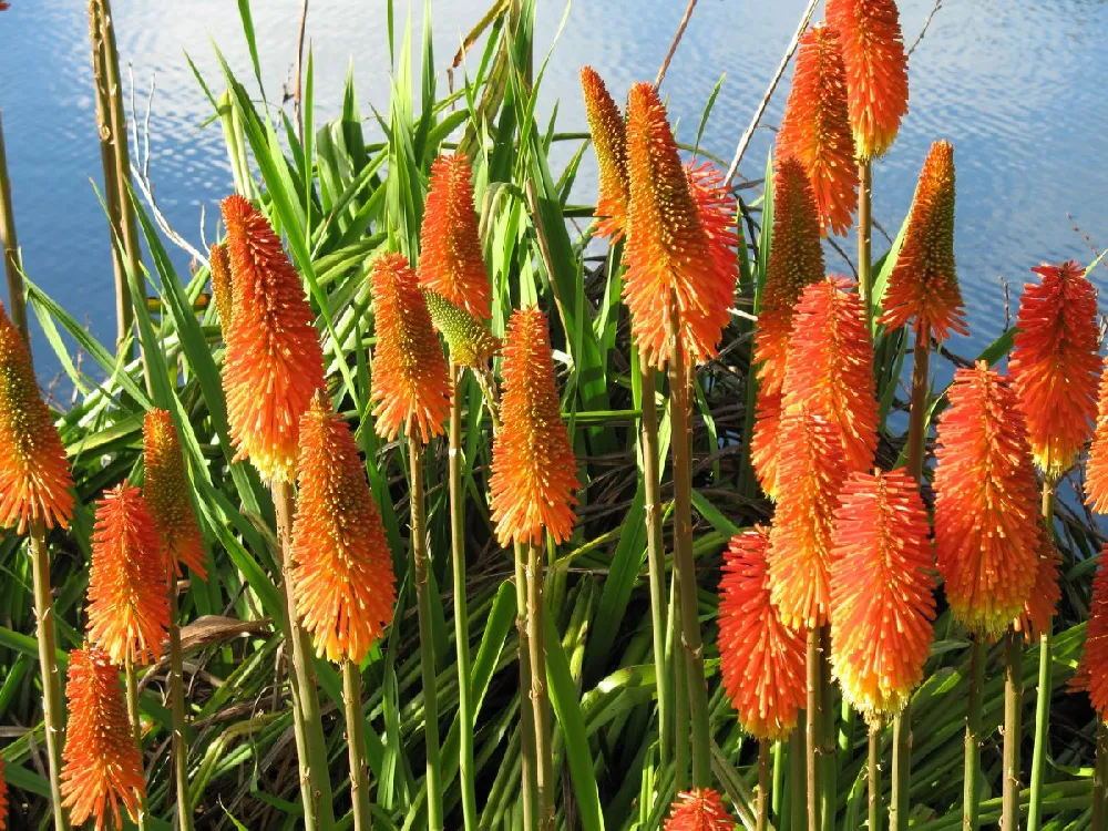 Pyromania® ‘Orange Blaze’ Red Hot Poker Plant