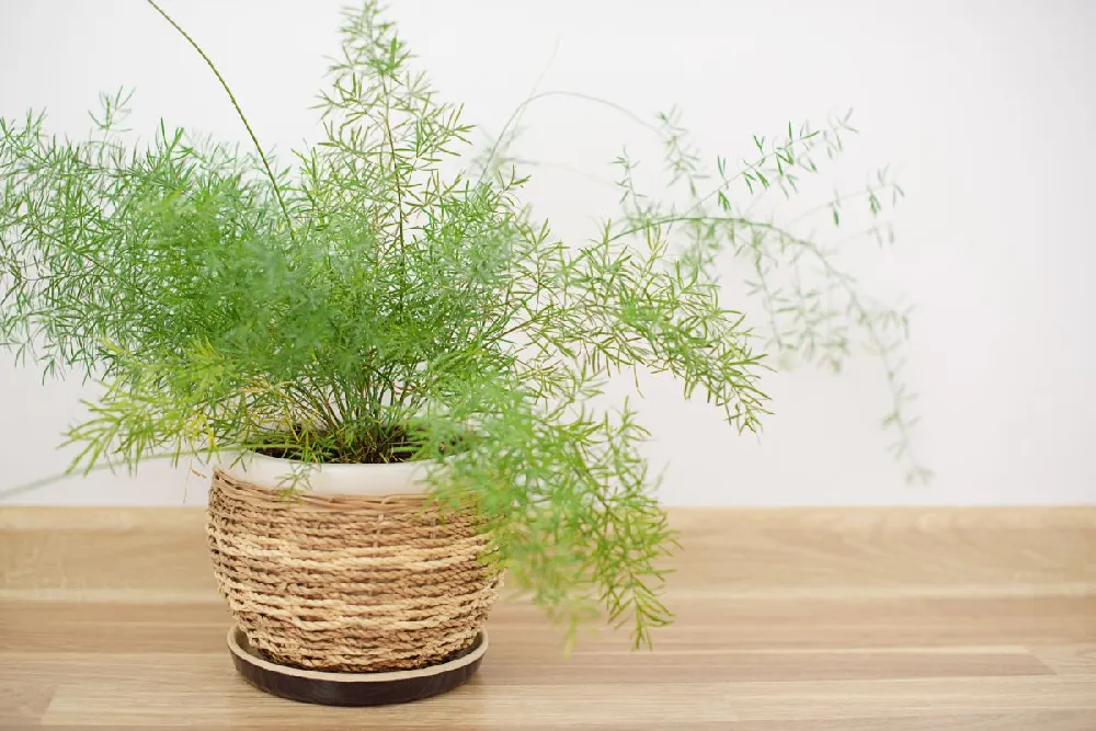 Kokedama Asparagus Fern Plant