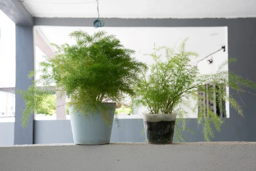 Kokedama Asparagus Fern Plant