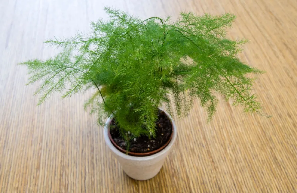 Kokedama Asparagus Fern Plant