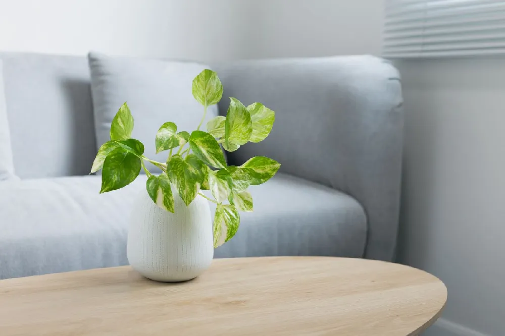 Kokedama Golden Pothos Plant