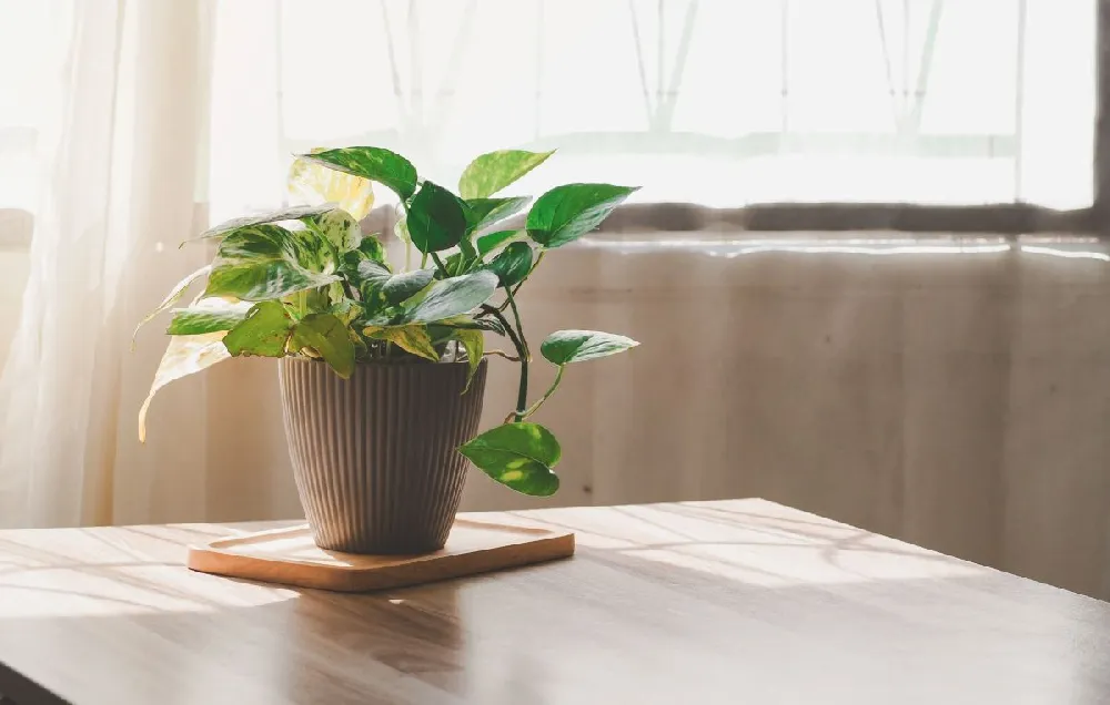 Kokedama Golden Pothos Plant