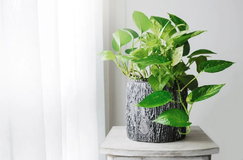 Kokedama Golden Pothos Plant