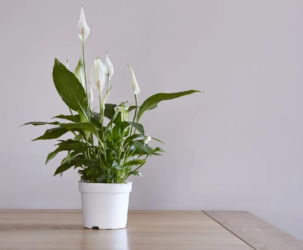 Kokedama Peace Lily Plant
