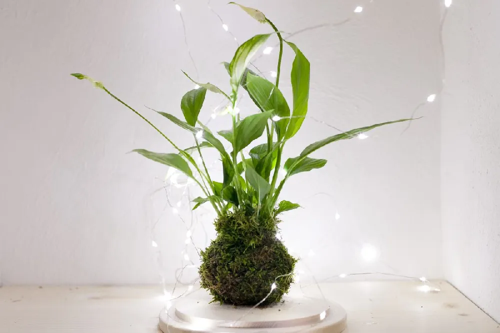 Kokedama Peace Lily Plant