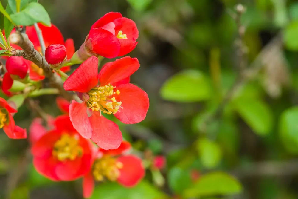 Korean Fire Camellia Shrub