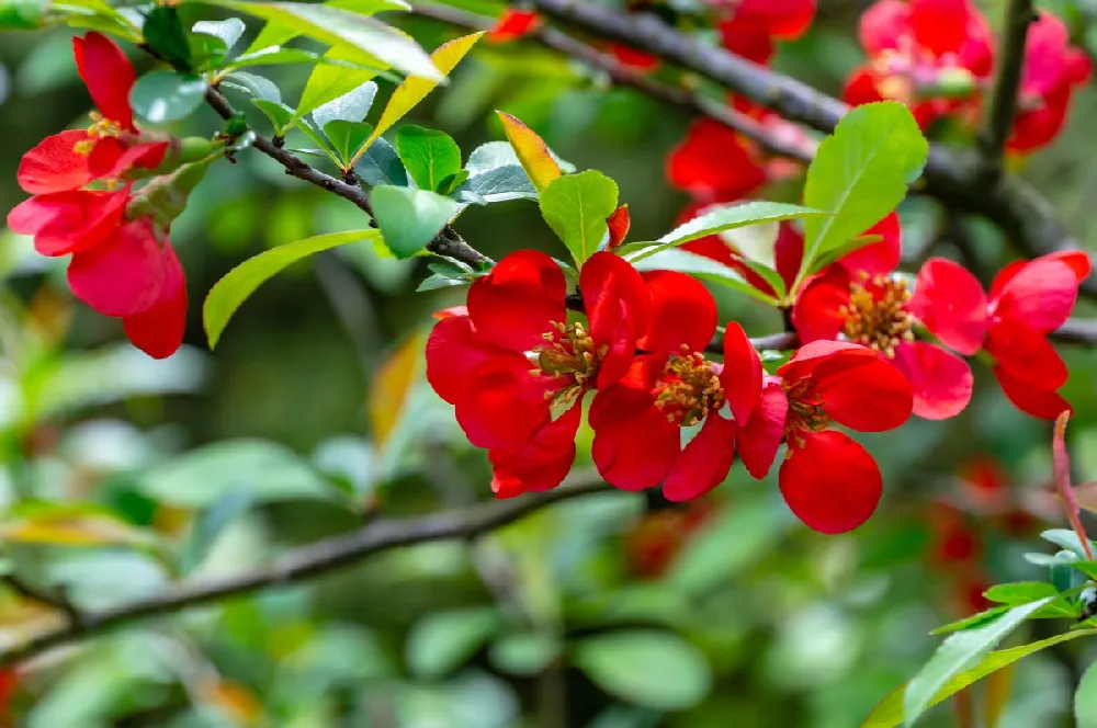 Korean Fire Camellia Shrub