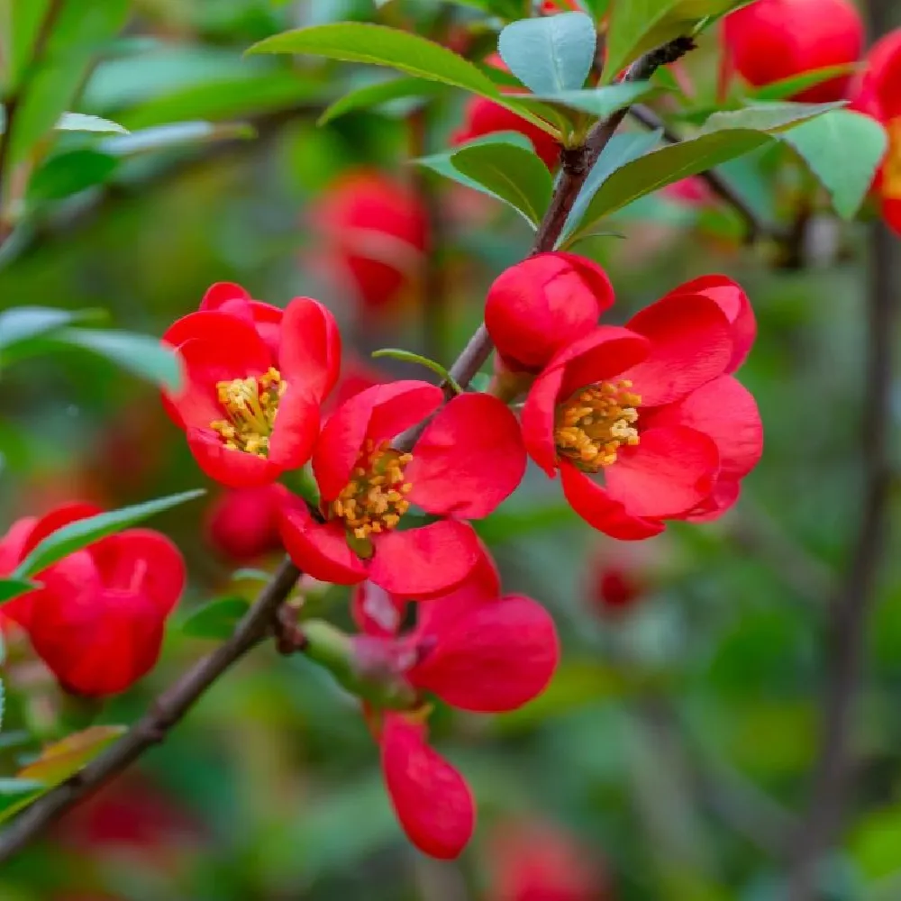 Korean Fire Camellia Shrub