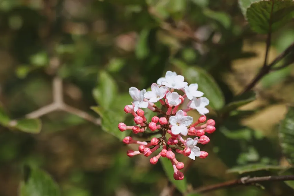 Korean Spice Viburnum Shrub