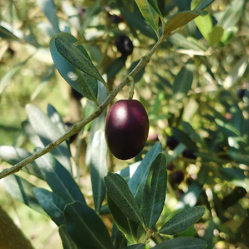 Greek Olive Tree