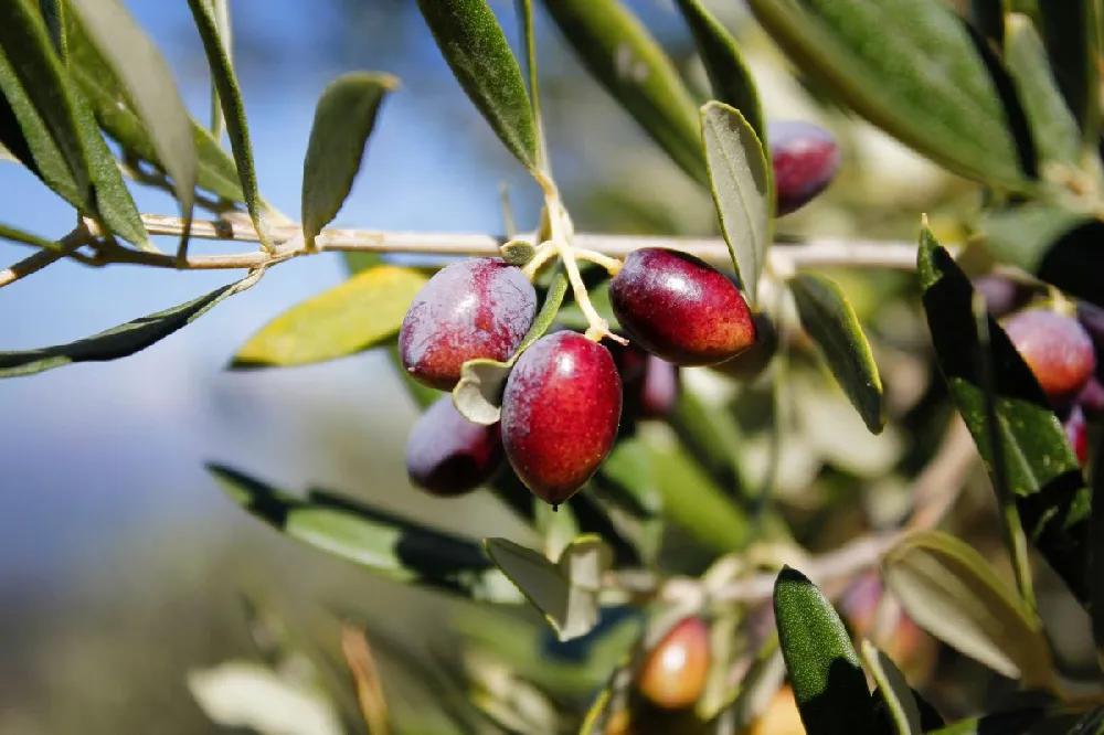 Koroneiki Greek Olive Tree - USDA Organic