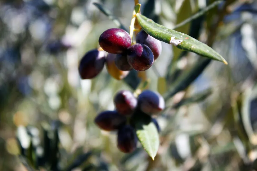 Koroneiki Greek Olive Tree