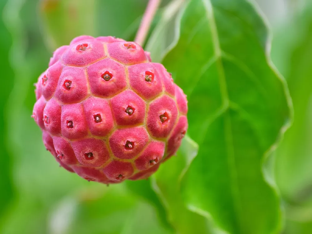 Kousa Dogwood close-up