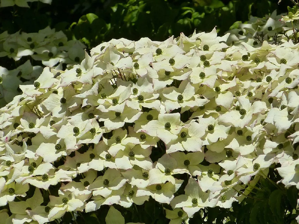 Kousa Dogwood flowers