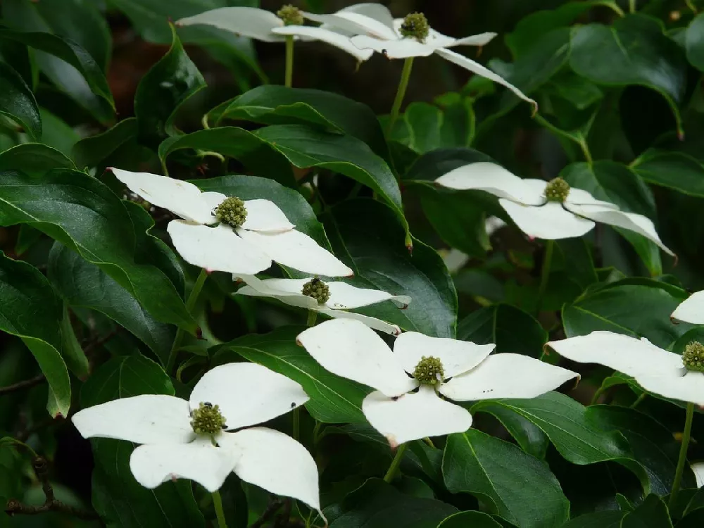 Blue Ray Kousa Dogwood