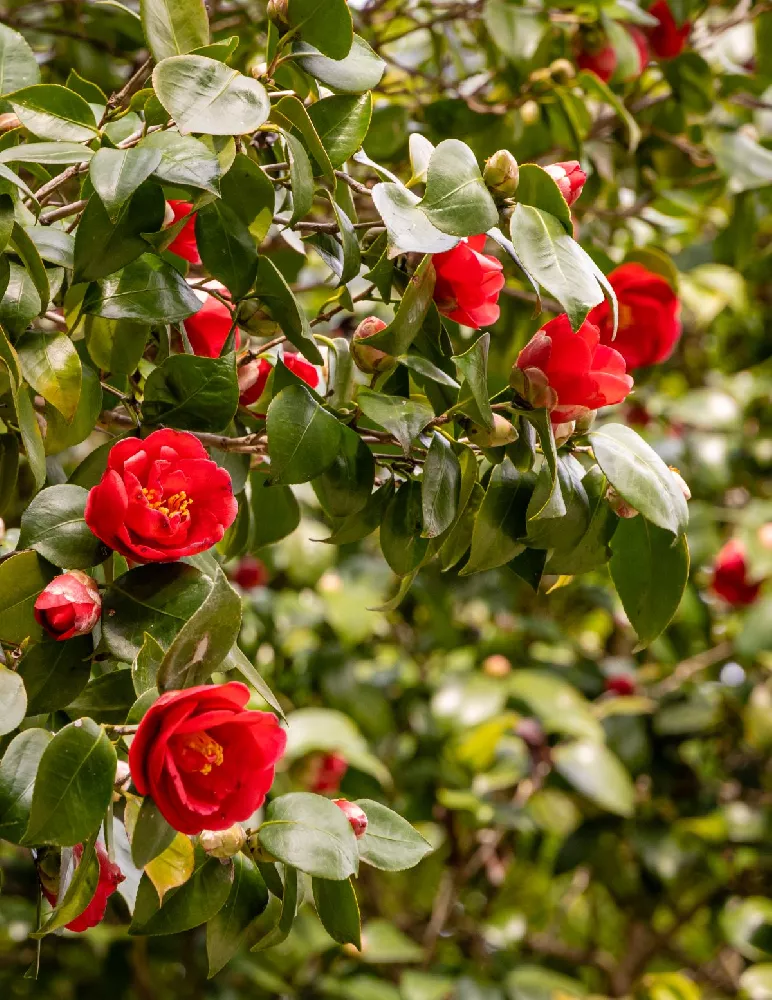 Kramers Camellia Shrub