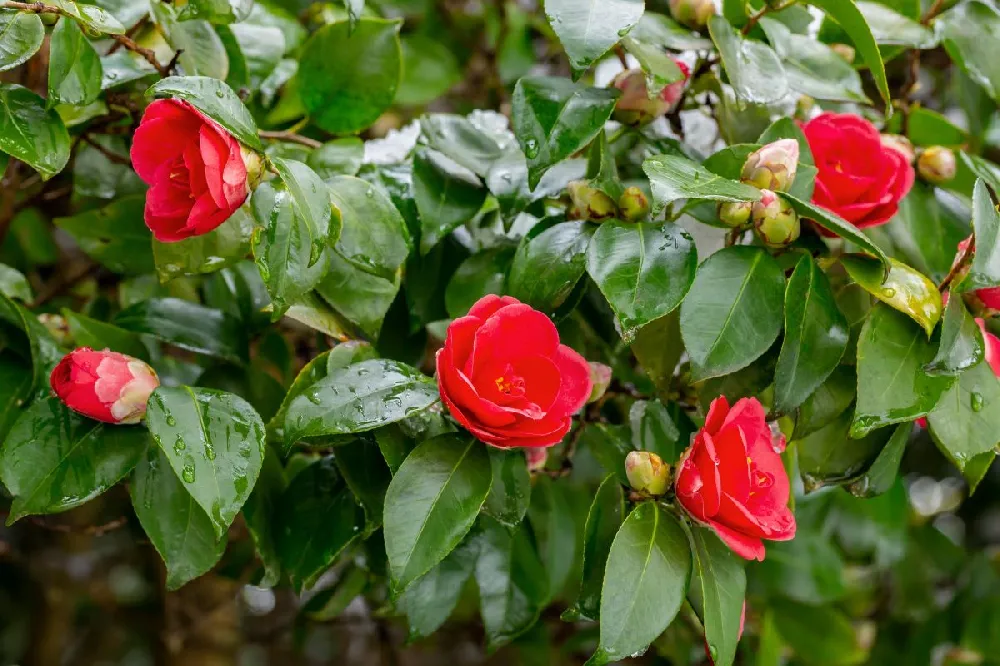 Kramers Camellia Shrub