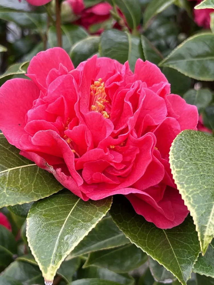 Kramers Camellia Shrub