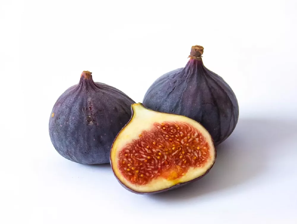 LSU Purple Fig Tree fruit