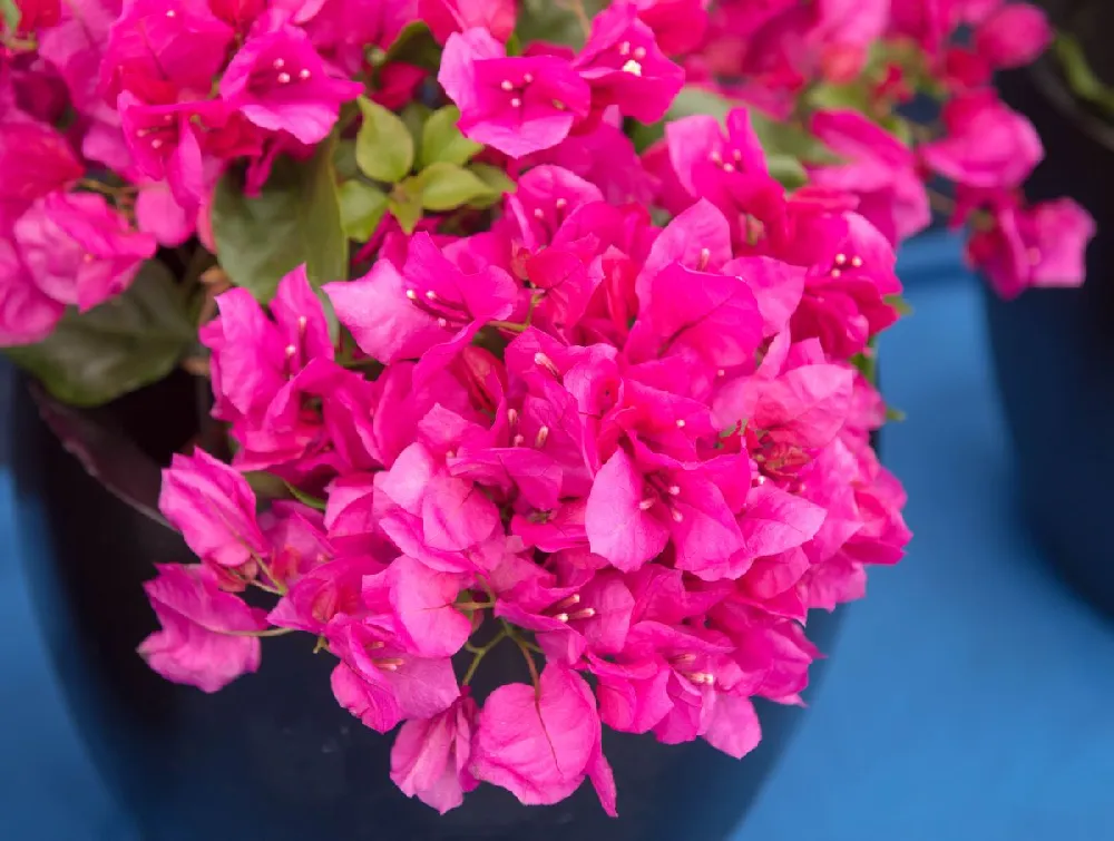 La Jolla Bougainvillea