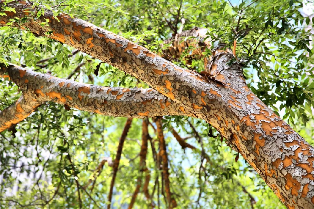 Lacebark Elm Tree 1