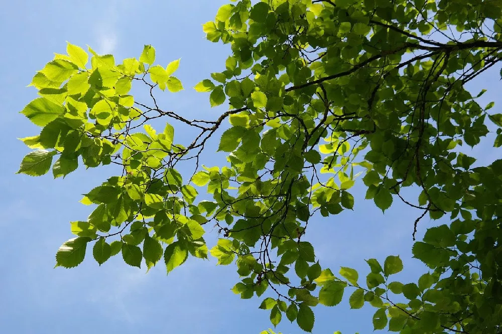 Lacebark Elm Tree 2