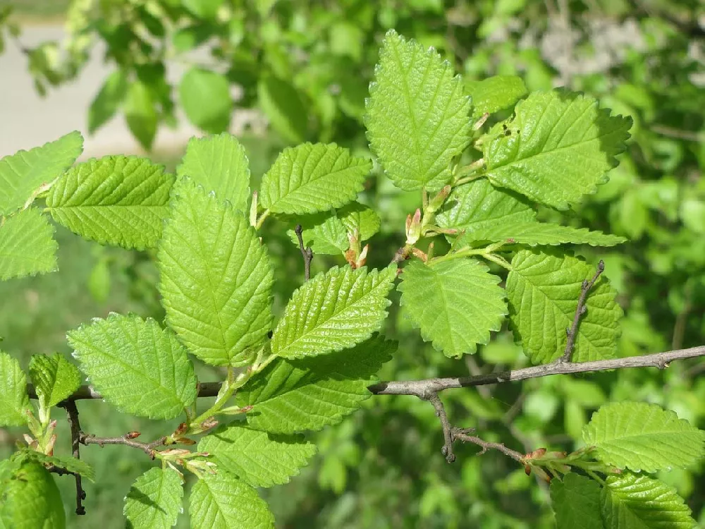 Lacebark Elm Tree 3