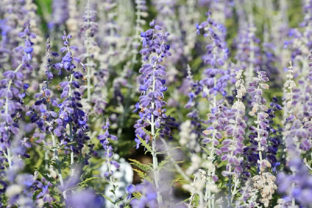 Lacey Blue Russian Sage