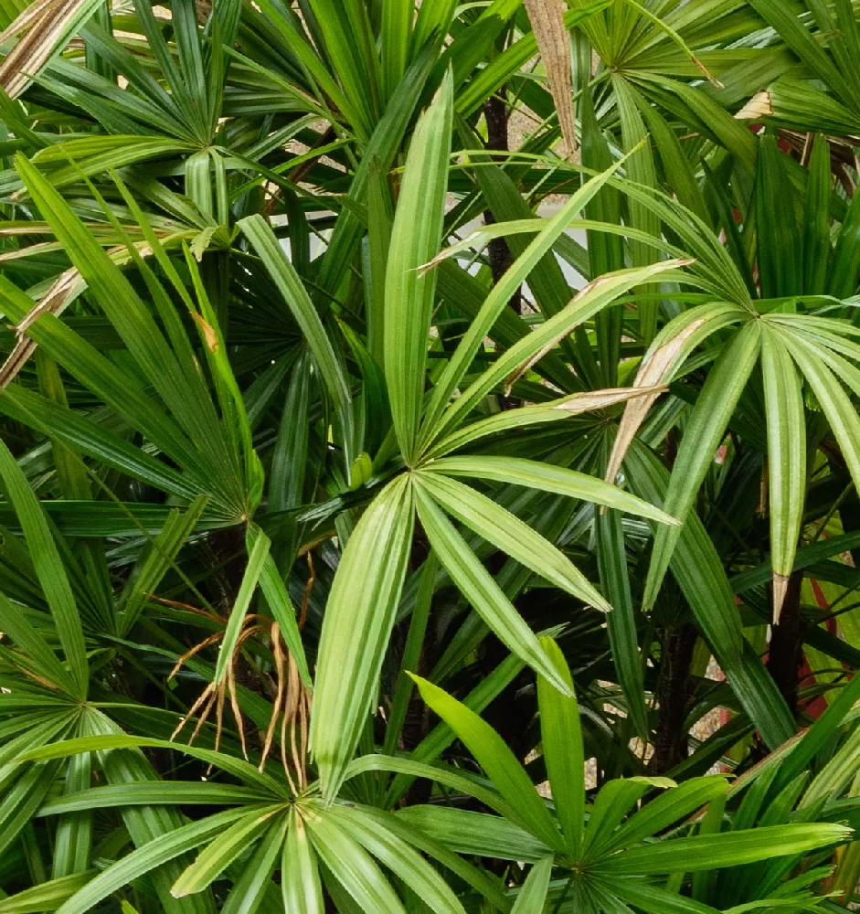 Lady Palm Tree close-up