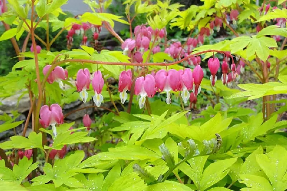 Bleeding Heart Plant flowers